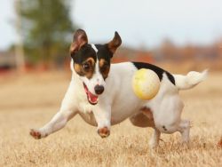 szkolenie jack russel terrier