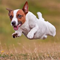 Jack Russell Terrier - Pisanie rasy 1