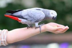 как да укроти папагал