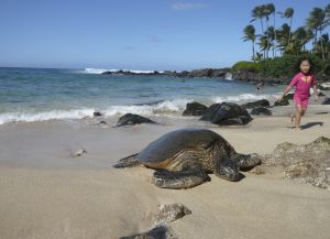 На Черепашьем пляже можно встретить больших черепах