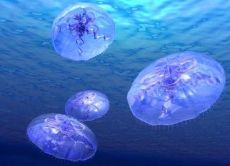 когато медузите се появяват в тунизията