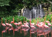 фламинго встречают гостей