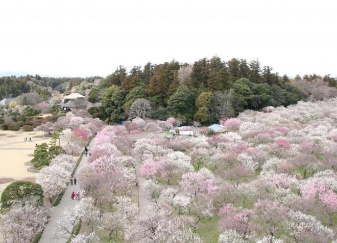 Цветение японской сливы в парке Кайраку-эн