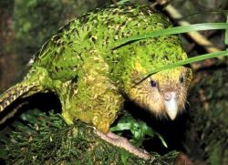 kakapo lub papuga sowa