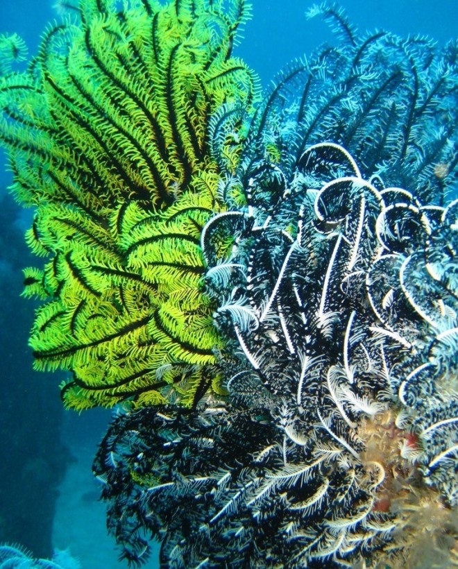 Морские обитатели, маскирующиеся под водоросли