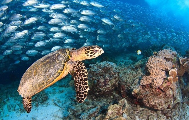 Черепахи острова Капалай