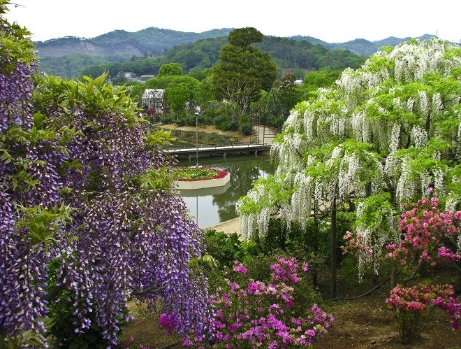 Вид на цветущую глицинию в Кавати Фудзи
