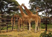 Центр жирафов Лангатта