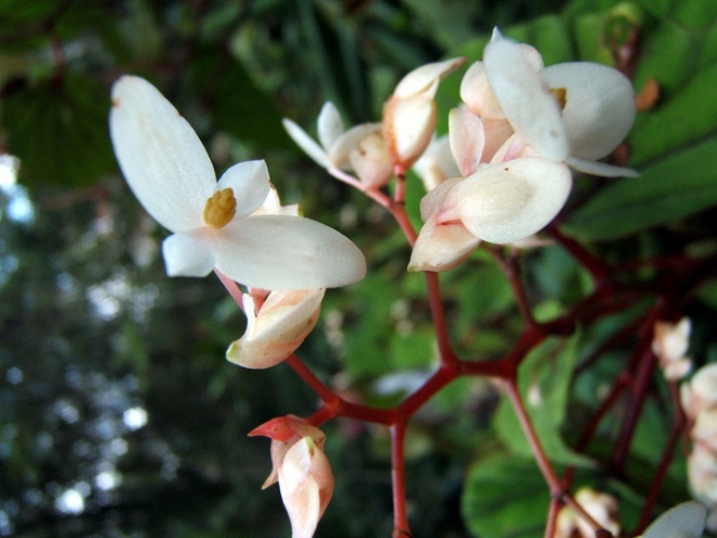 Орхидеи парка