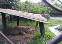 Парк крокодилов в музее Кисуму