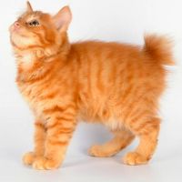 Котенца от порода Курилианска бобтила