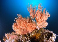 Коралловые рифы на Койбе