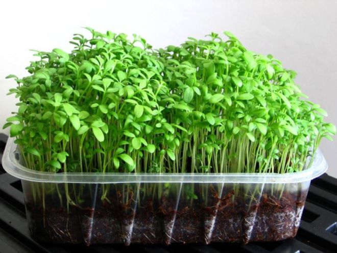 как посадить кресс салат на подоконнике