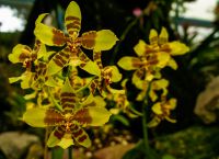 Парк Ла-Каролина - орхидеи в ботаническом саду