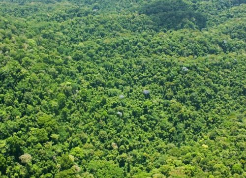 Лес Dwarf Forest