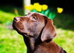 Pseudonimy dla psów Labrador1