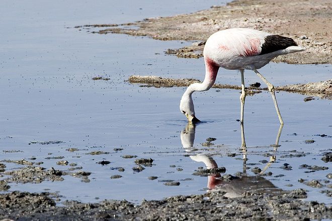 Андский фламинго на озере