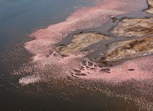 Фламинго у берегов озера