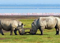 Главные обитатели парка - носороги