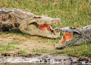 В озере живет множество крокодилов