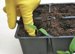 подготовка на почвата за разсад от домати и чушки