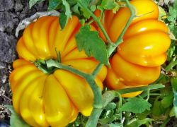 duże odmiany pomidorów szklarniowych