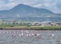 Соляные озера с фламинго - Маккензи
