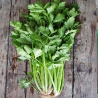 kolik rostou listy celeru
