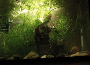 DIY аквариум LED осветление23