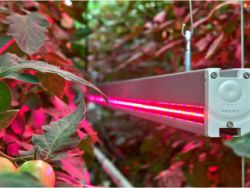 Oświetlenie roślin LED