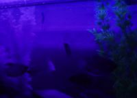 DIY LED luči za akvarij37