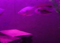 DIY LED svítí akvárium38