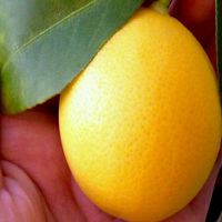 лимон, пресичан с портокал