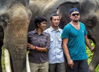 Если не привлечь общественность, то суматранские слоны исчезнут