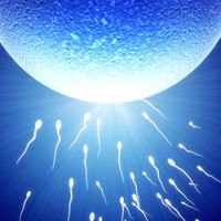 přítomnost leukocytů v spermatu