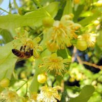 výhody lipového medu