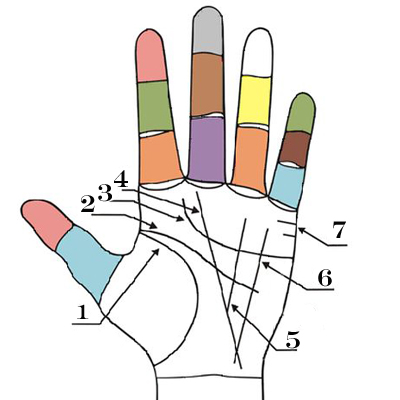 какво означават линиите на дланта на лявата ръка