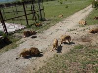 Парк на лъвовете Тайган