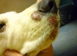 Odbaciti pas - liječenje kućnog ljubimca1