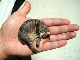 Najmanja mačka na svijetu12
