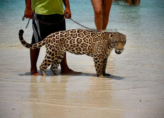 Ручной леопард в зоопарке Литл-Френч-Ки
