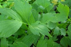 lovage when plant
