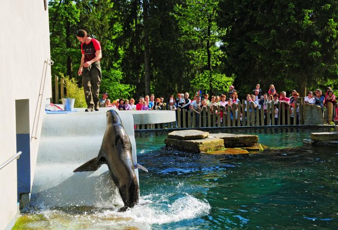 Выступления морских животных в Люблянском зоопарке