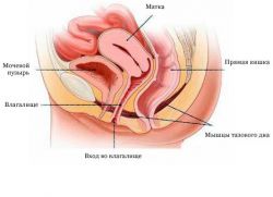 kako se nahaja vagina