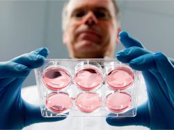 dolgoročna in vitro gojena embrija