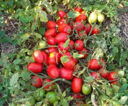 сортове домати без оцветяване