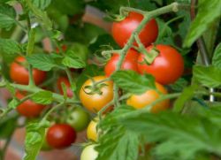 нискорастящи домати за открита земя