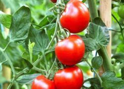 най-добрите ниско развиващи се сортове домати