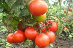 сортове закръглени домати