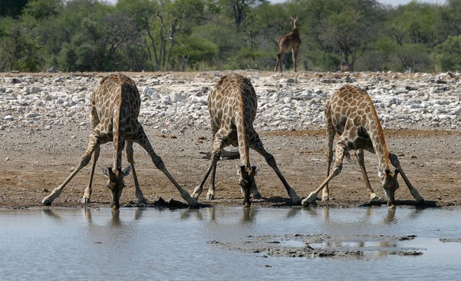 Жирафы на водопое